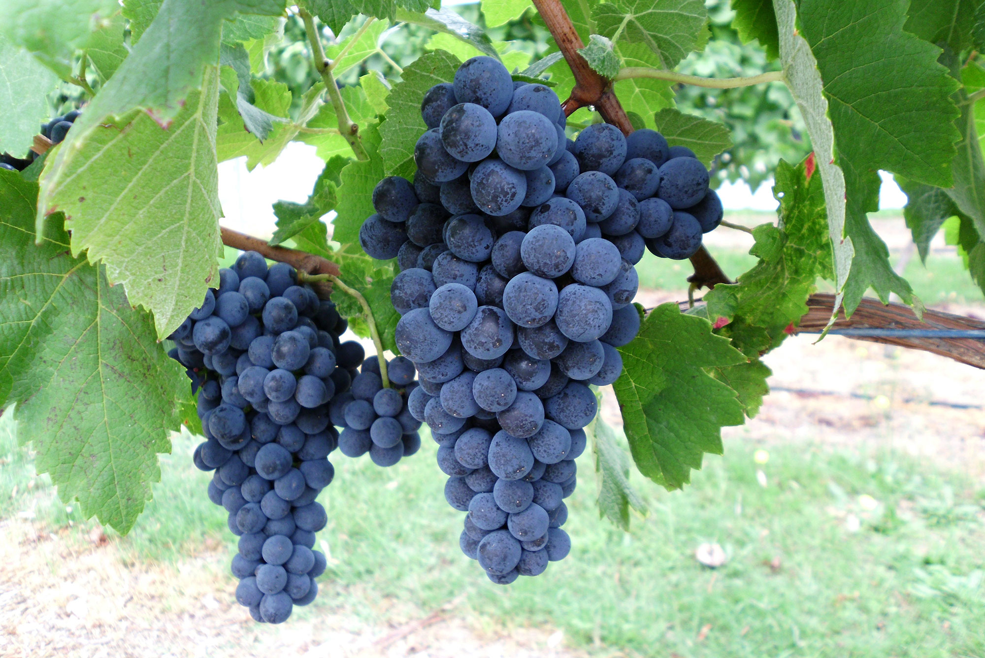 Saperavi Grape Variety
